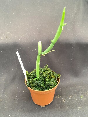 Vanilla aphylla. Rare Leafless Vanilla Orchid. Shipped in 2.5