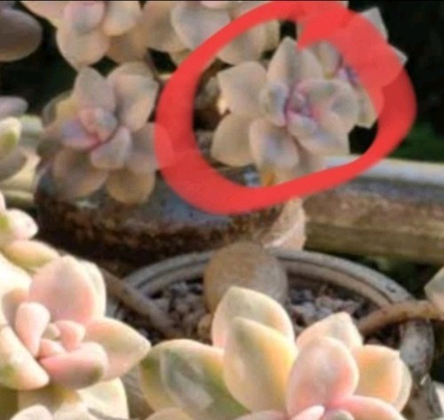 Graptoveria paraguayense bernalense variegata 🏵️ Cutting 3cm succulent - Picture 2 of 2