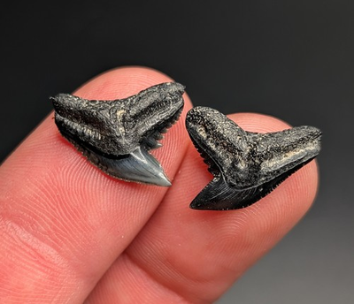 #ad #ad Stunning Pair Of Tiger Shark Teeth South Carolina Gems $22.27