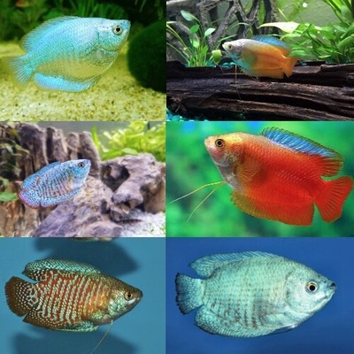 fancy tropical fish