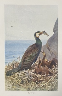 Originalgrafik Fauna: Kormoran Phalacrocorax carbo cormorant - Grafik um 1910