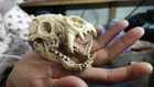 Odogaron Skull "Hunters of Monsters"