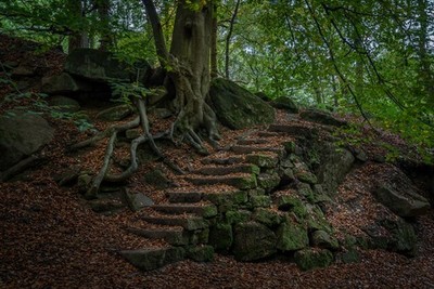 Photo A3 The Root of the Steps, Padley Gorge Nether Padley Lovely root a c2021