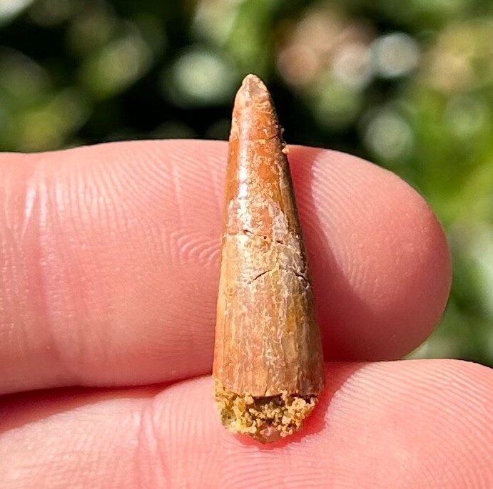 Pterosaur Flying Dinosaur Tooth Fossil Morocco Cretaceous Age Kem Kem