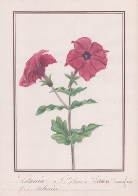 Petunia Grandiflora petunia botany botany watercolor drawing watercolor 1830