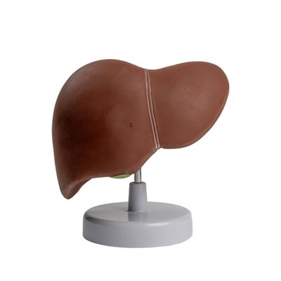 Human Liver Anatomy Model for Study, Life Size Liver Anatomy Model