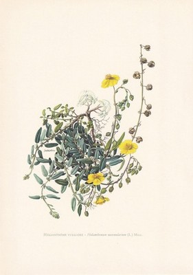 1960 COMMON ROCK-ROSE Druck - Botanische Kunst - Vintage Pflanze - 7,5 x 10,6 cm