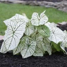 Caladium 'Candidum Jr' Bulbs – Size #2 (4 Bulbs, 1"–1.5") Easy to Grow Foliage