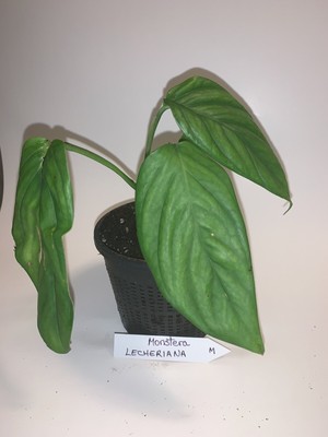 Monstera Lechleriana On Hand Read Description Ebay
