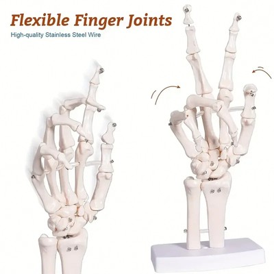 Life-Size Human Hand Anatomy Model Detailed Articulated Bones for Medical