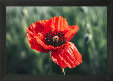 Vibrant Red Poppy Flower Close-Up Framed Wall Art Poster Canvas Print Picture