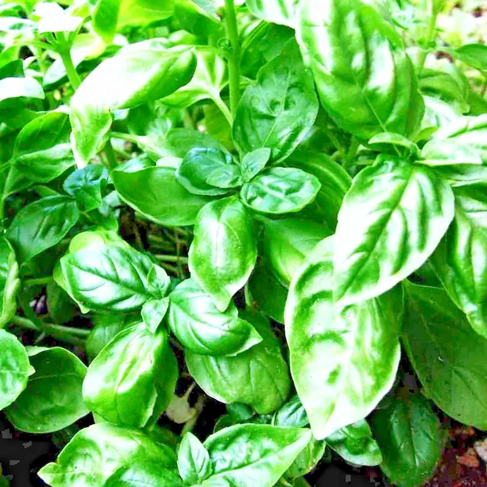 4000+ GENOVESE BASIL SEEDS LARGE LEAF MOSQUITO REPEL NON-GMO FREE SHIPPPING - Image 4 of 4