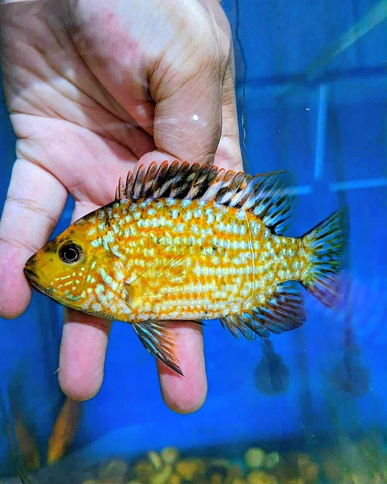 VIP FEMENINO SUPER ROJO TEXAS F4 4" YA DESCOLORIDO AMARILLO GRADO PIEL -AAA (CAPA DE HUEVO) Foto 2 de 2