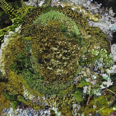 Kinzua - Never Fret, Never Fail EP (Vinyl 12'' - 2026 - Original)