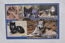 Upper Peninsula Timberwolf Gray Wolf Postcard (UNPOSTED)