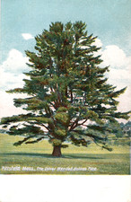 PITTSFIELD, MASS., THE OLIVER WENDALL HOLMES PINE. TREE. MA. UDB. XF.