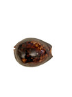 Cowrie natural sea shells — photo 4