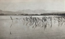 Lovely study of reeds 1962 by Shuna Turning