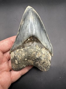 Stunning blue 4.9” Megalodon Tooth From Java Island Large Megalodon Tooth 