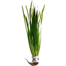 Straight Vallisneria spiralis