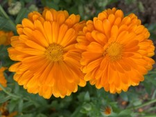 1000 semi CALENDULA ARANCIO + omaggio 200 semi ipomea colore fucsia/blu