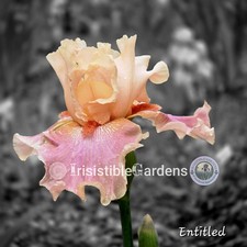Entitled ~ Tall Bearded 36"TB alabaster-apricot Iris (1) Iris Rhizome