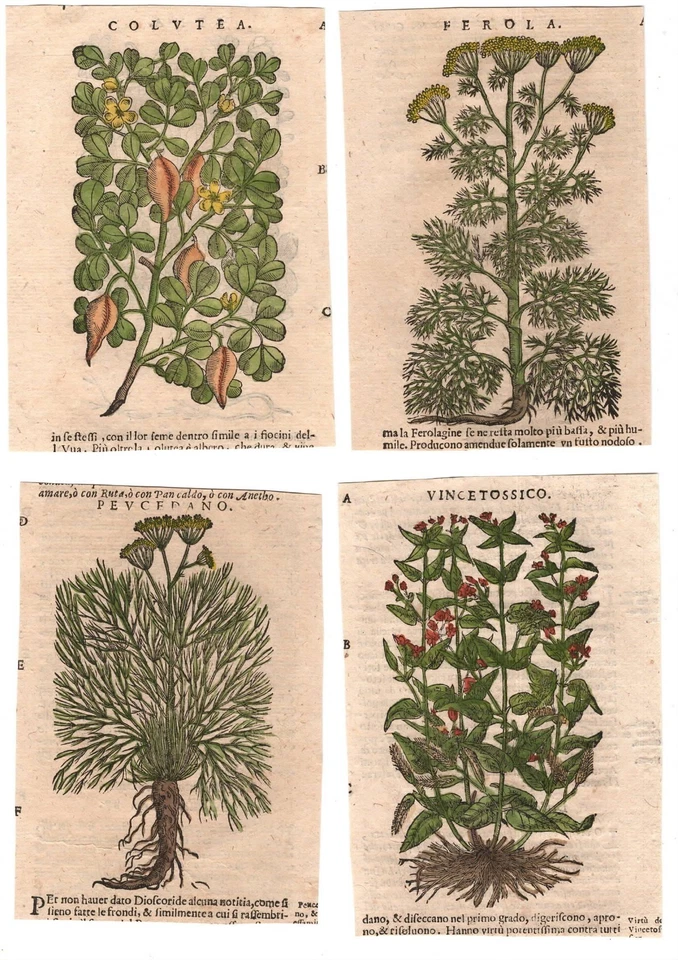 Stampe antiche ERBARIO MATTIOLI MATTHIOLI LOTTO 10 INCISIONI 1645 Antique print - Immagine 3 di 4