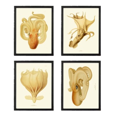 Octopus Squid Prints Wall Art Set of 4 Beautiful Antique Vintage Sea Unframed
