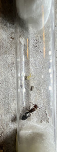 Camponautus sayi queen fresh caught, with eggs, figurine, antmodel toy.