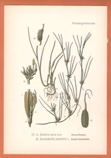 Dwarf Seagrass Zostera nana THOME Lithograph from 1890 Botany 