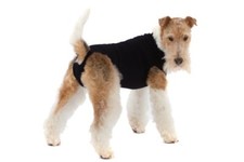 Suitical Recovery Suit Dog, Black Various Sizes Available 