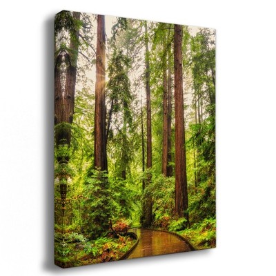California Redwood Trees Print, Limited Edition Fine Forest Wall Art