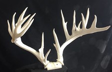 Unfinished 208 2/8" #6 TN Whitetail replica Antlers TAXIDERMY 
