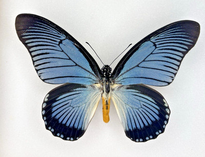 Entomology - Papilio zalmoxis   RCA Wow Top selected