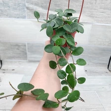 Hoya Mathilde, Carnosa x Serpens , Rare Hoya cv Mathilde Hybrid plant in 3" Pot