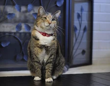 Coastal Pet Magnetic Safe Cat Collar 12"