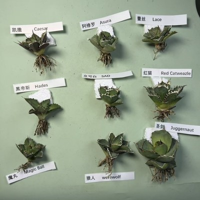 9PCS Agave titanota Group Mix  Garden Plant Decor with roots