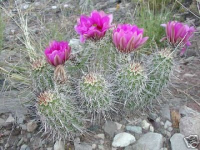 Echinocereus fendleri Hardy Hedgehog Cactus SEEDS! | eBay