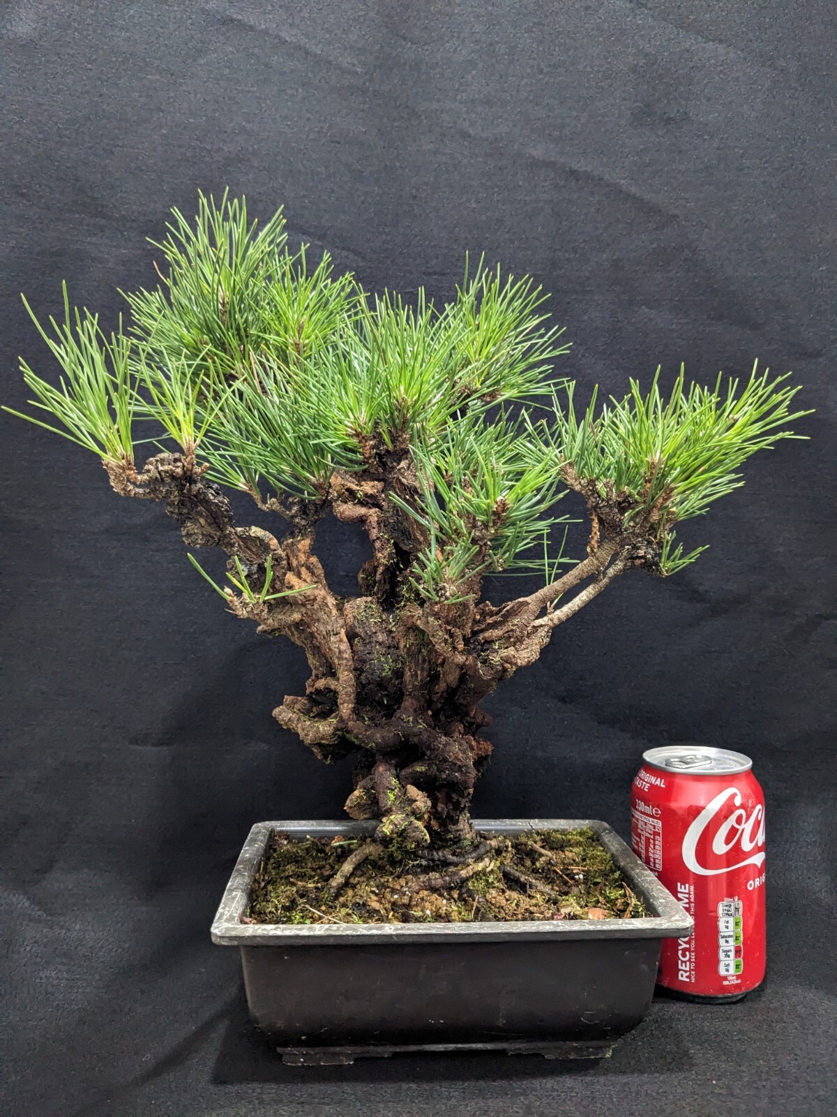 Specimen Pinus Thunbergii CORTICOSA (Cork Bark Japanese Black Pine) in