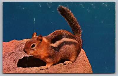 Cute Chipmunk Postcard Tails Up!