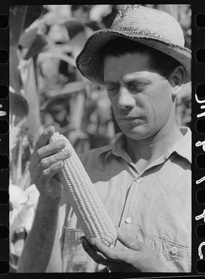 Farmer looks atsize of cob,judging quality of hybrid corn,Hardin County,Iowa,10