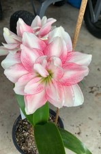 Pretty Imported Double Amaryllis Lily Shoft White Flower Bulb Pack Of 2 Bulb