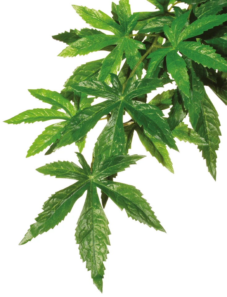 Abutilon Hängende Regenwaldpflanzen - Grösse: Mittel - Bild 1 von 1