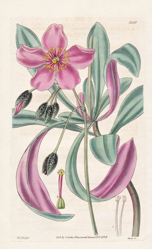Calandrinia Discolor Flower Botany Engraving Copperplate Engraving Curtis 3357 - Picture 1 of 1