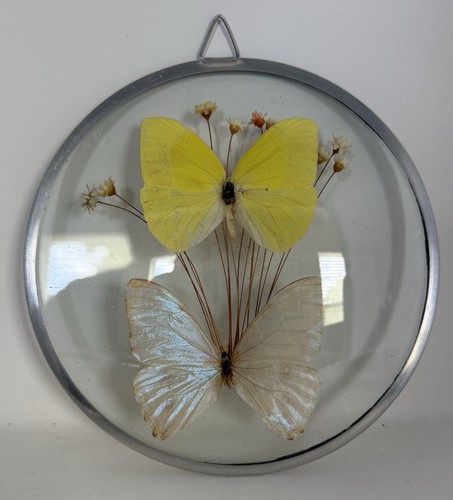 Vintage Pressed Butterfly Wall Hanging Round Glass Frame Dried Flowers 6”