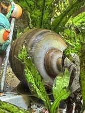    Mystery Snails   Buy 1 Get 1 Free 