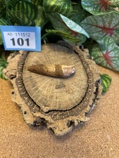 Spinosaurus Dinosaur Tooth Fossil - 55mm Long