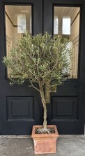 Olive Tree In A Terracotta Pot Large mature specimen 160cm Tall