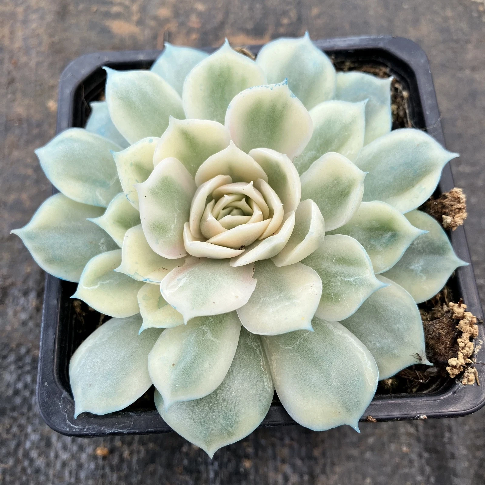 Echeveria Onslow variegated nice succulent plant
Opens in a new window or tab