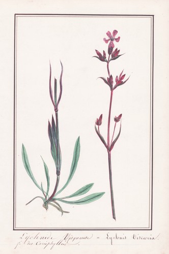 Lychnis Viscaria Botany Flower Watercolor 1830